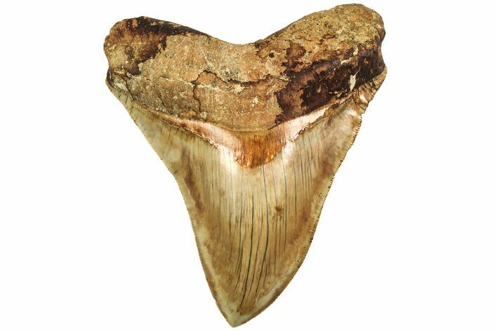 Serrated, Fossil Megalodon Tooth - Indonesia #214803
